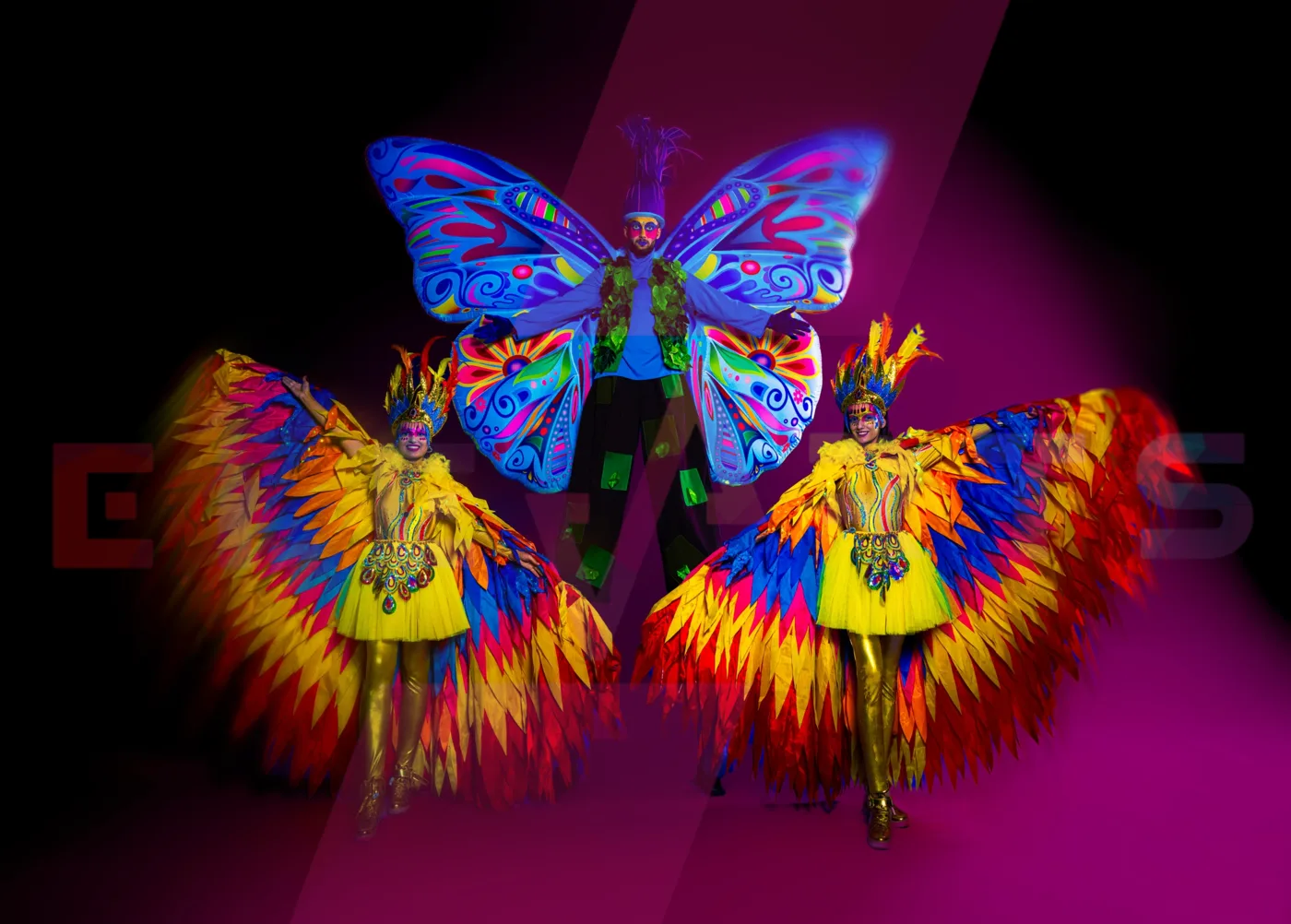 Trio Butterfly — 1